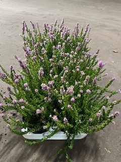CALLUNA SUNSET 10,5Ø Ø10.5
