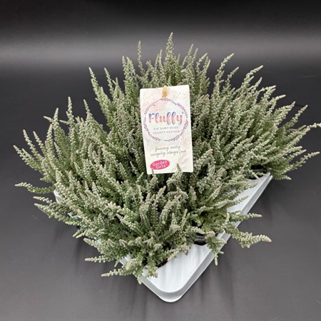CALLUNA FLUFFY 6Ø Ø6