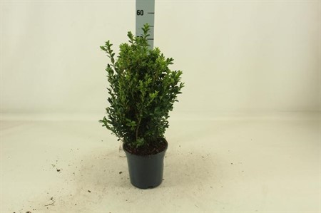 Buxus sempervirens Ø17 H=60 STRUIK DIAM 15+