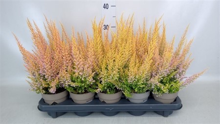 Erica gracilis ... orange fragant 'Sparsa' Ø12 H=30