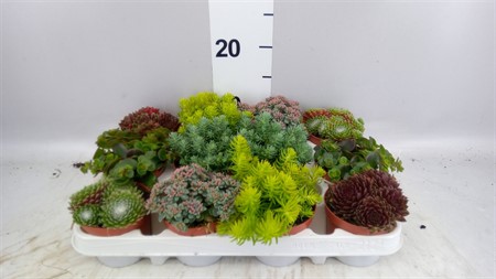 rockery plants mixed 6 varieties Ø9 H=12