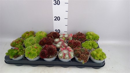 Sempervivum  mixed, Ø9 H=10