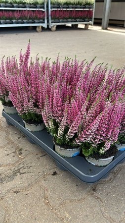 CALLUNA FIRST LADIES 11Ø ROSA Ø11