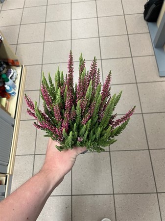 CALLUNA MINTBERRY 11Ø. ROSA Ø11