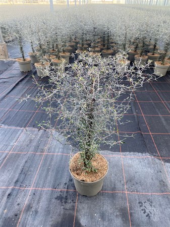 COROKIA COTONEASTER 19Ø Ø19