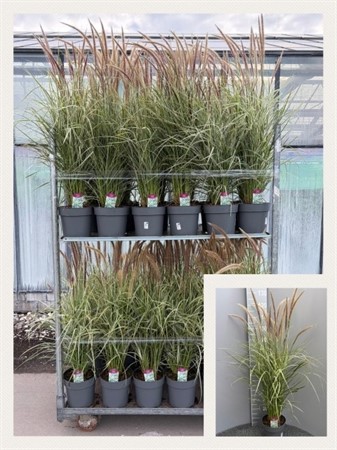 PENNISETUM 23Ø Ø23