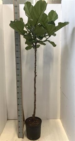 Ficus Lyrata stam KLIPP Ø30 H=210
