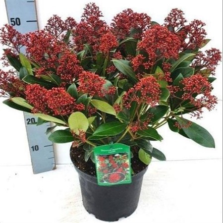 Skimmia jap. Rubella Ø23 H=50