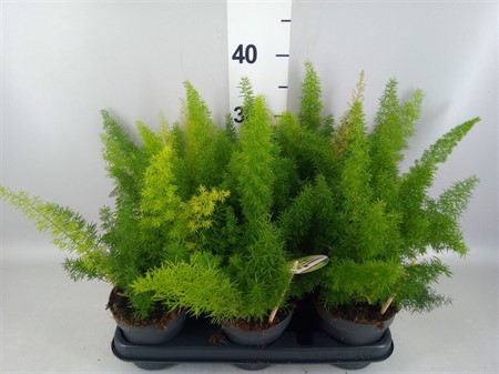 Asparagus dens. 'Meyers' . Ø12 H=30