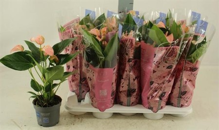 Anthurium andr. Karma Joli Peach Ø12 H=45