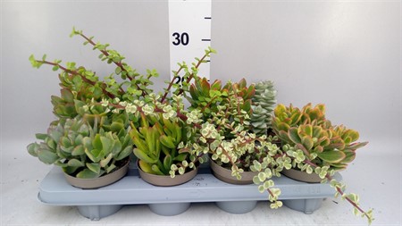 Crassula mix Ø12 H=22
