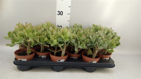 Crassula arborescens 'Curly Green' Ø510 H=20