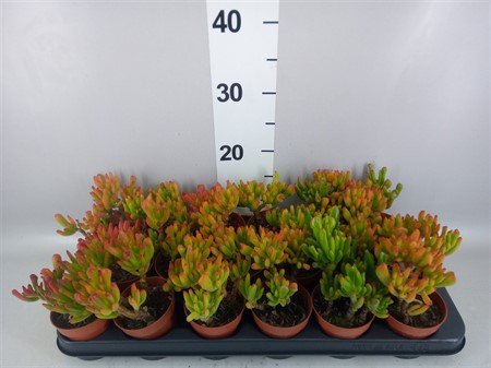 Crassula ovata 'Hobbit' Ø508 H=18