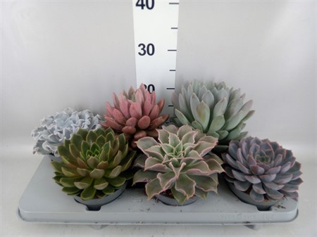 Echeveria mix BAMSE Ø13 H=15