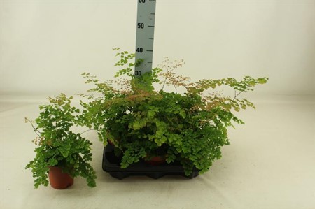 Adiantum tenerum Scutum Roseum Ø12 H=35