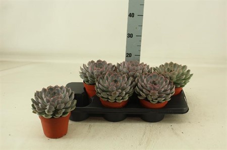Echeveria Summer Ø15 H=30