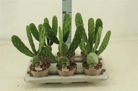 Opuntia Cochenilifera Ø14 H=38