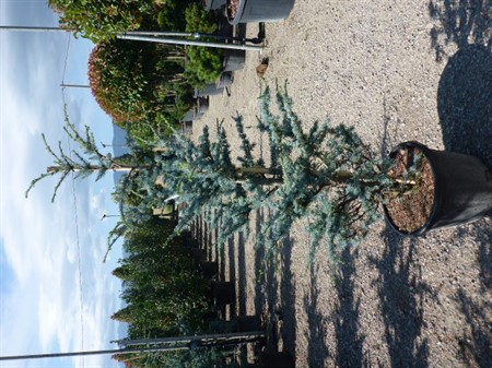 CEDRUS ATLANTICA GLAUCA EXTRA 40Ø Ø30