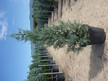 CUPRESSUS ARIZONICA 33Ø Ø18
