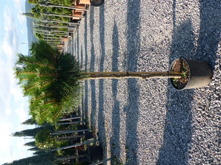 PINUS BREPO 28Ø Ø12