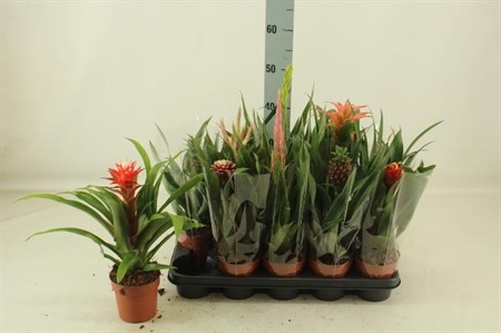 Bromelia mix A2 Ø12 H=45