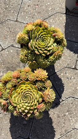 SEMPERVIVUM GRÖNA 12Ø Ø12
