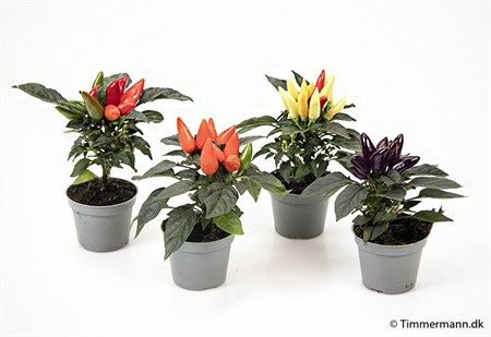 CAPSICUM MIX I LÅDA 6Ø Ø6