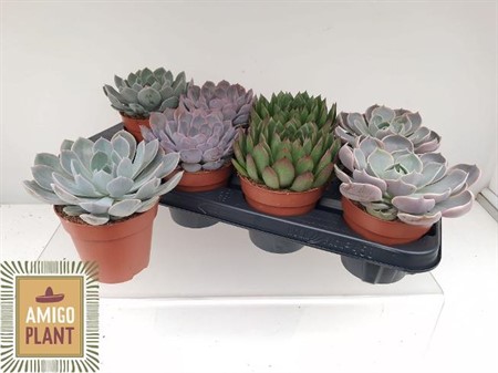Echeveria mix Ø12 H=14