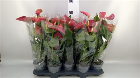 Anthurium andr. 'Karma Red' Basic Line Ø12 H=43