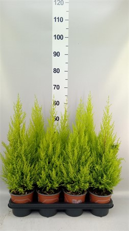 Cupressus macro. 'Goldcrest Wilma' pyramid Ø14 H=65