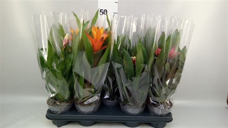 Guzmania mix Basic mixed Ø13 H=50