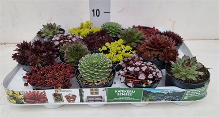 rockery plants mix [Rock plant] minimal 6 varieties Ø8 H=10