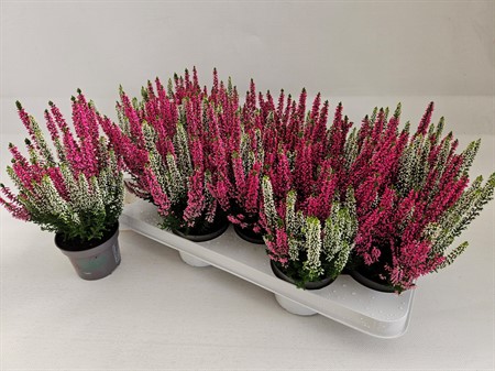 CALLUNA BL TWIN 9,5Ø Ø9.5
