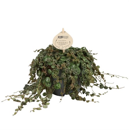 PEPEROMIA PROSTRATA 12Ø Ø12