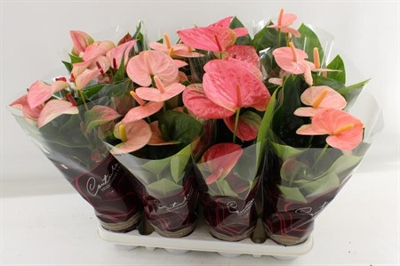 Anthurium andr. mix 3 colors Ø9 H=34