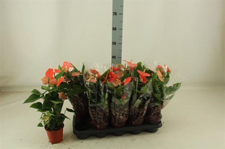 Anthurium andr. Prince Of Glory Ø12 H=48