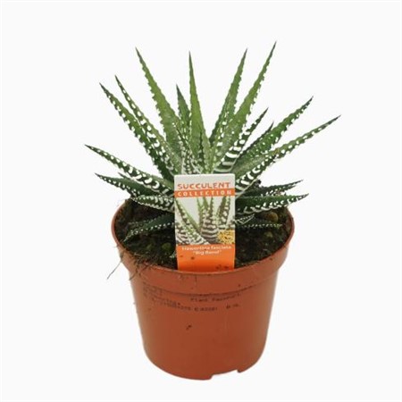 Haworthia fasciata Big Band Ø8,5 H=14