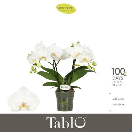 Phalaenopsis Tablo Champagne Ø12 H=40 25+ BLM 2 TAK