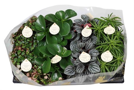 PEPEROMIA MIX 12Ø Ø12