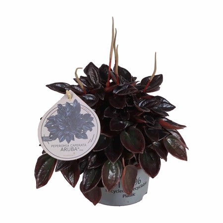 PEPEROMIA CAPE.ARUBA 12Ø Ø12
