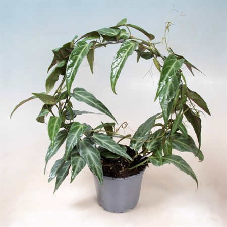 PARTHENOCISSUS AMAZONICA BÅGE 12Ø Ø12