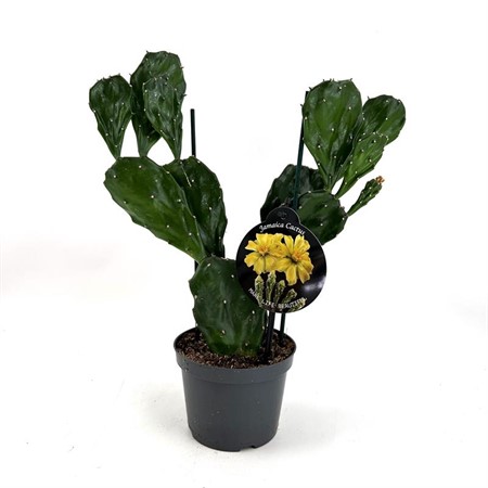 OPUNTIA JAMAICENSIS 12Ø Ø12