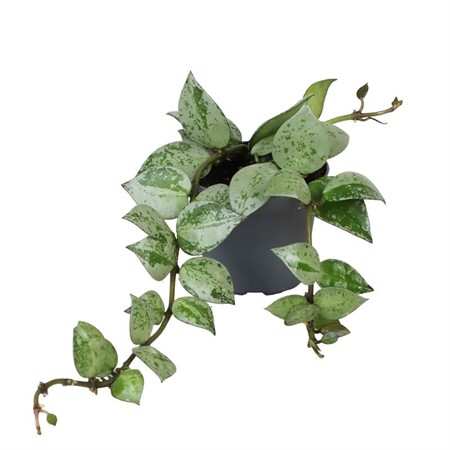 HOYA KERRII ESKOMO 6Ø Ø6