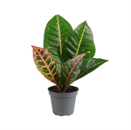 CODIAEUM PETRA 6Ø Ø6