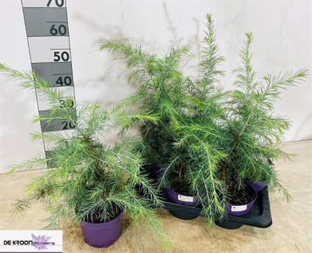 Cedrus deodara Ø17 H=60 POTGEKWEEK