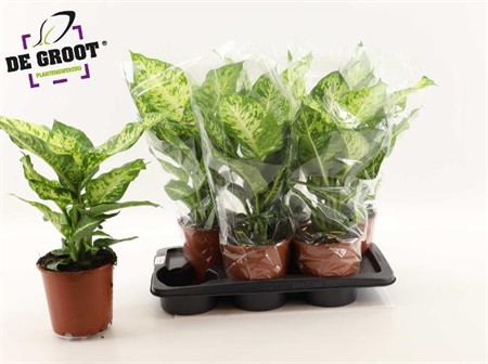 Dieffenbachia Mars Ø17 H=55