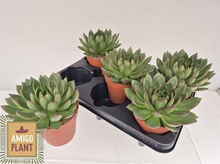 Echeveria agavoides Ami-Fiesta Ø12 H=16