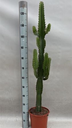 Euphorbia Acrurensis Ø24 H=140