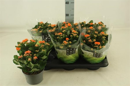 Kalanchoe Perfecta orange Ø15 H=28