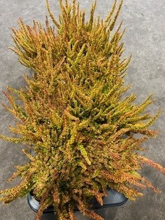 CALLUNA SUNSET 12Ø ZOE Ø12